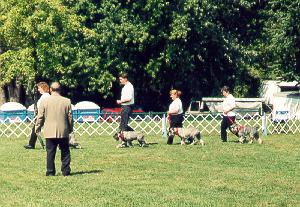 {On lead heeling - L to R dogs are Aaron, Cassidy, Zimmer, Charlie}