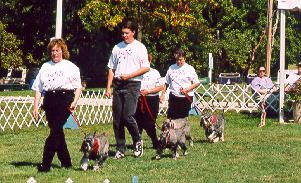 {On lead heeling - L to R Kathi with Aaron, Joel with Cassidy, Ladonna with Zimmer, Sunny with Charlie}