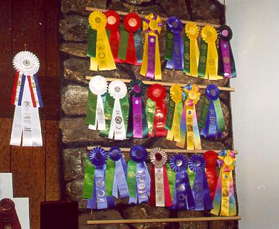 {Agility Ribbons - Aaron's accomplishments are on the first two rows and YD's on third row}