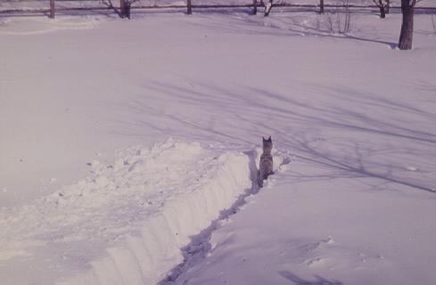 {So much snow and no place to go.}