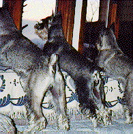 {Korie in front window}