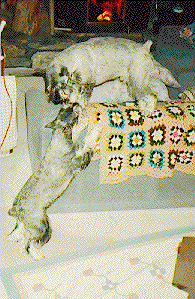 {Catch me if you can, you little  . . .}