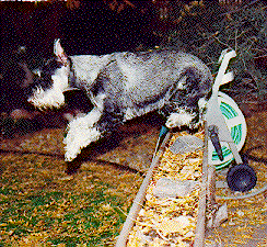 {I heard a squirrely !}