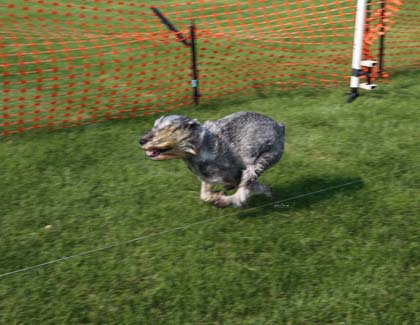 very fast cat