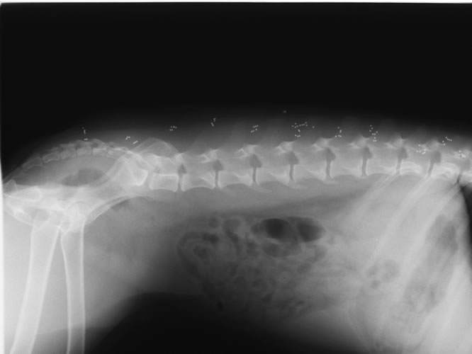 Dec 2000 X-ray of Korie's Beads