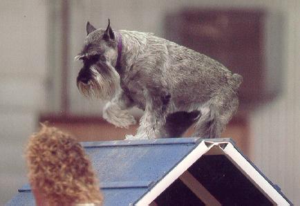 {Boy, 9 feet is a long way up!}