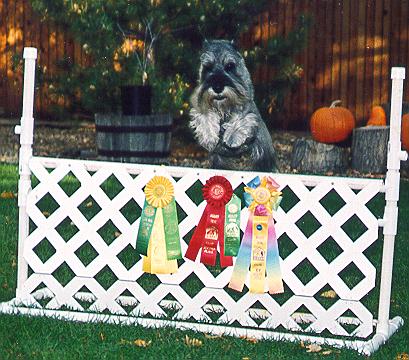 {High fly'n dog, and he walks too!  An OAJ with a third and second placement!!!}