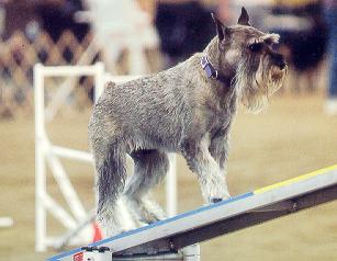 When does it tilt and bang?