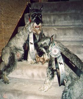 {We are canine good citizens, what are you?}