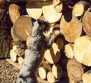 {Korie on vermin patrol.}