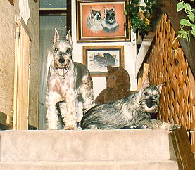 {Preston - the new addition.}